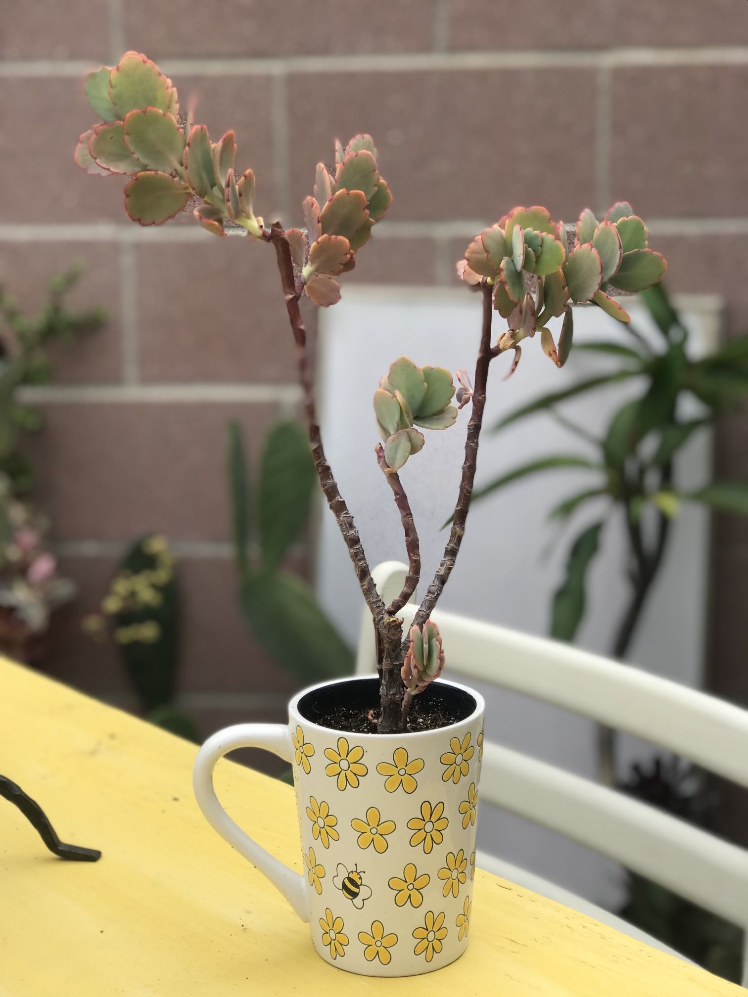 $6 Scallop Succulent