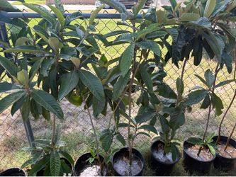 Loquat tree