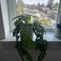 Faux Snake Plant