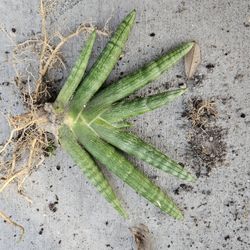 Starfish Plant Sanesvieria 