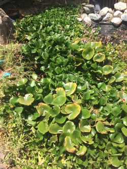 Pond Water Hyacinth
