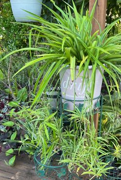 Beautiful large spider plant very full& healthy!