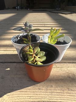 Succulent Set