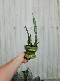 Snake Plant In Vintage Pot