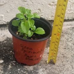 Sisoo Spinach Starter Plant,  Live 