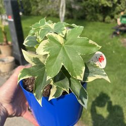 Housplant Pup Ivy Plant