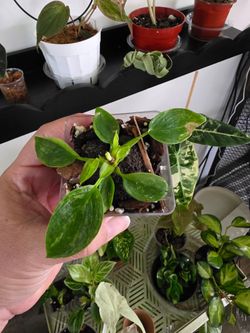 Philodendron - Jose Buono