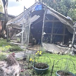 Chicken Run 13 X9