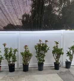 Crown Of Thorns Plant