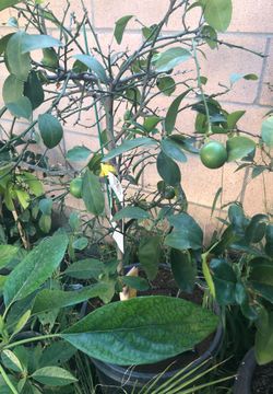 Lemon tree