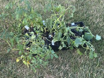 Free garden plants - tomato, cucumber and zucchini