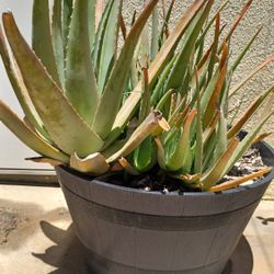 Aloe with Barrel