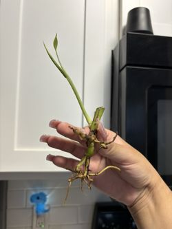 Monstera Plant