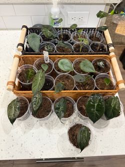 Alocasia plants for sale/trade