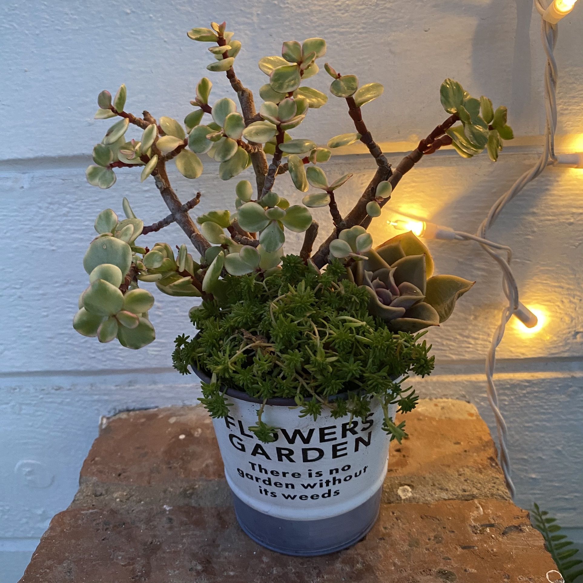 Succulent Planter