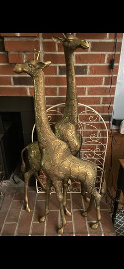The large Giraffes