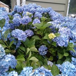 Hydrangea Flowers