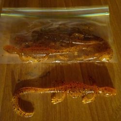 Spring Lizard 5-pack