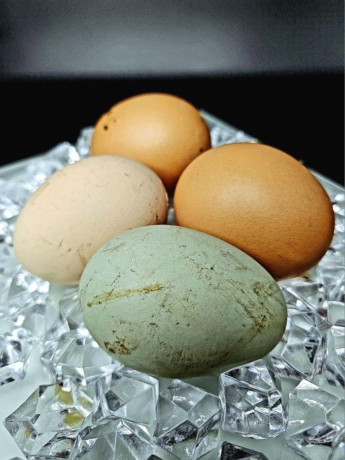 Fresh Farm Eggs