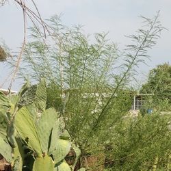 Palo Verde Beauties Over Stock Need Home 