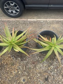 Aloe Cameronii