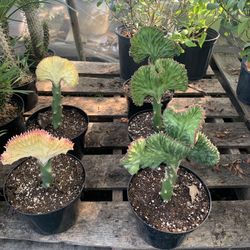 Yellow Or Green Coral Cactus 