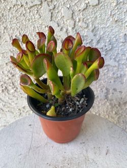 4 Inch Pot Succulent Plant - Crassula Ovata  Druce - Gollum Jade - Shrek’s Ears - Rooted & Established - Drought Resistant 🪴