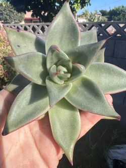 Ebony succulents