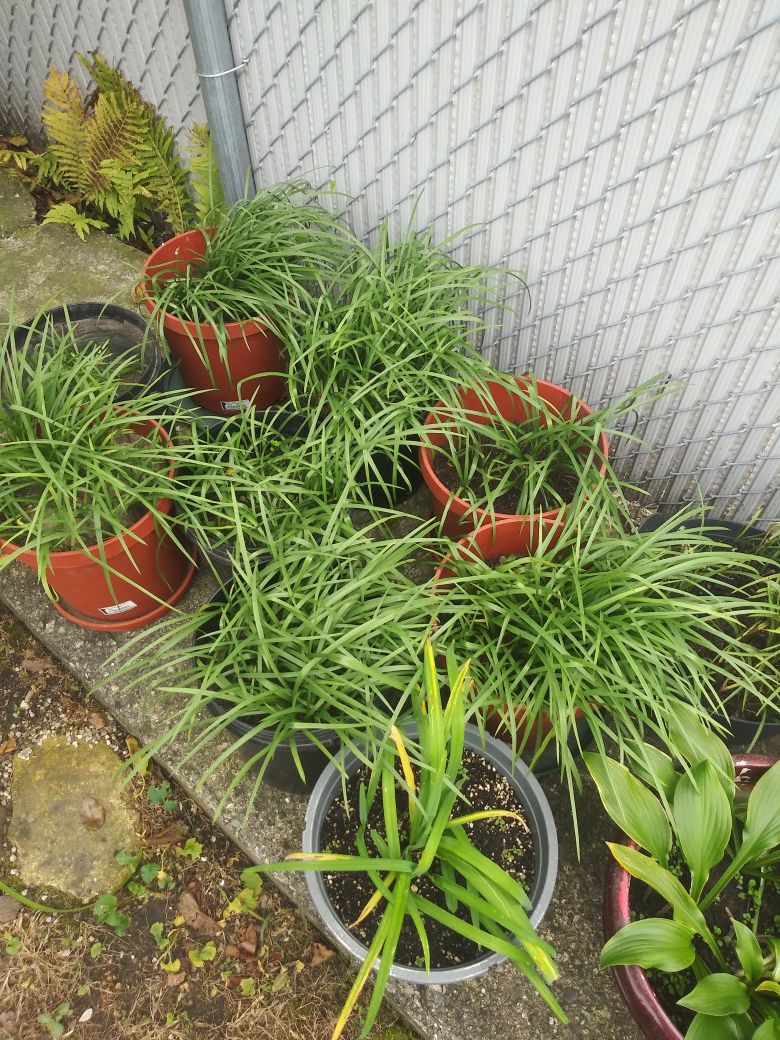 New Pics: Purple Spiderwort Perennials