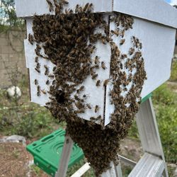 Local Honeybees, Nucleus Colonies & Swarm Removal Services – $200