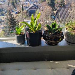 Plants for Sale