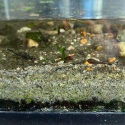 Fully Cycled 20 Gallon Aquarium 
