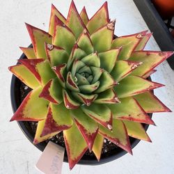 Succulent Echeveria Lipstick 