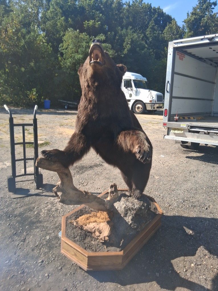 Bear