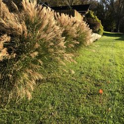 Ornamental Grass (Maiden Grass)