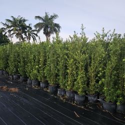 podocarpus  Instant Privacy Hedge For Fence Green Full Ready for planting