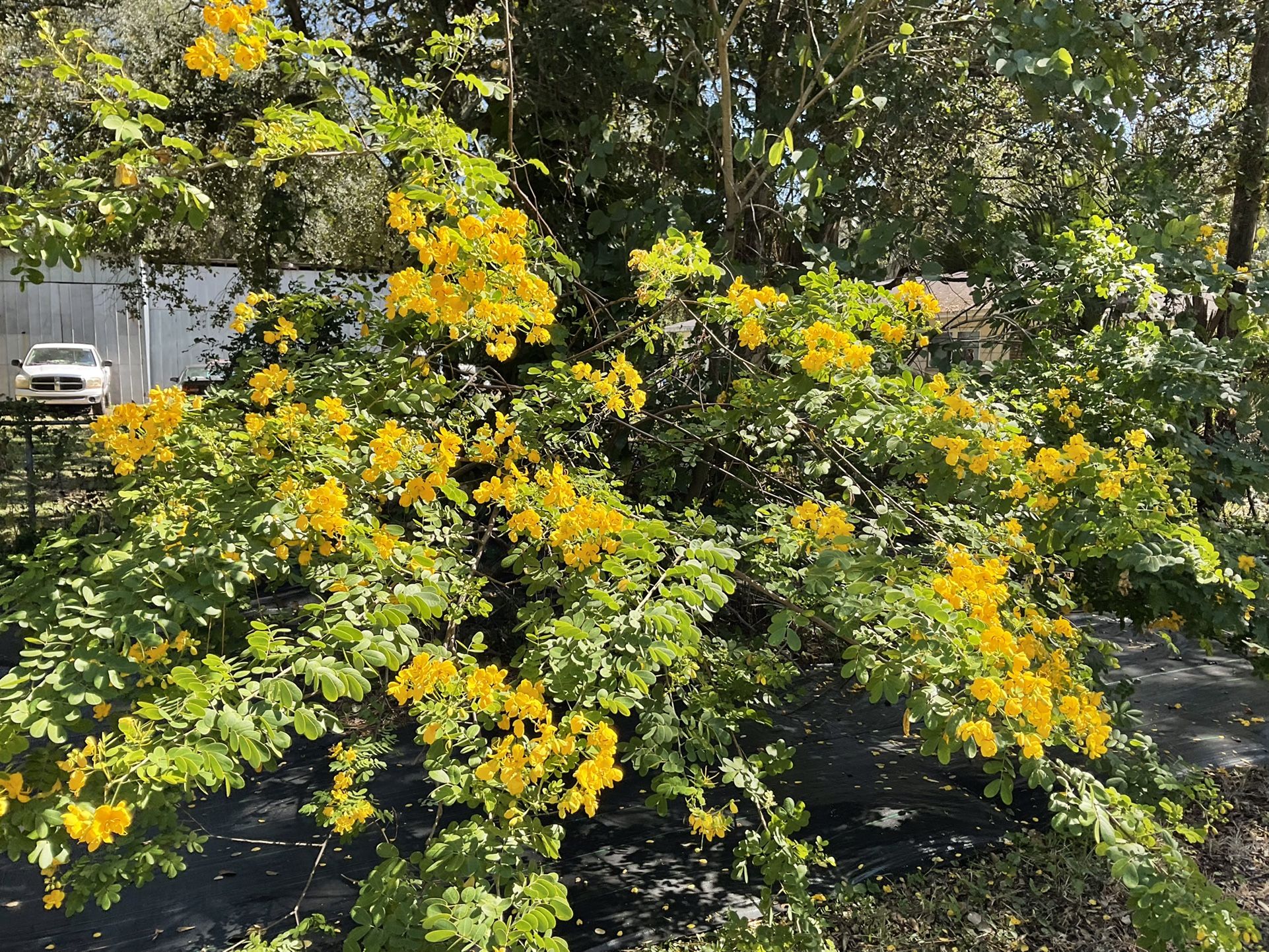Cassia Tree Tampa Fl