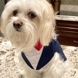 NEW Doggy Tuxedo Suit and Bandana Set - Size Small