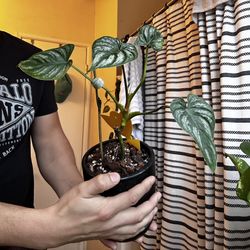 Philodendron Mamei In Black ceramic Pot