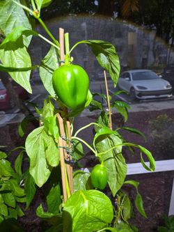 BELL PEPPER PLANT