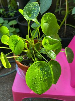 Pilea Chinese money tree