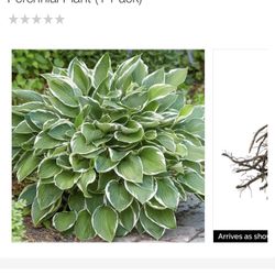 Hosta Perennial Plants