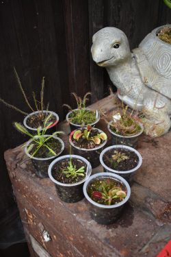 Carnivorous Plants! Easy To Grow Science Project Terrarium Or Collector And Affordable 2-inch Pots!