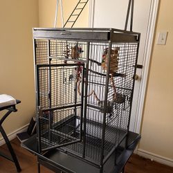 Bird Cage 