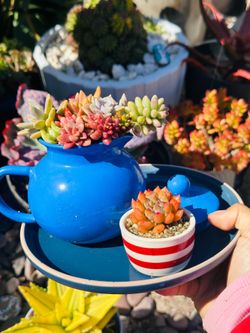 1 set of tea pot succulents