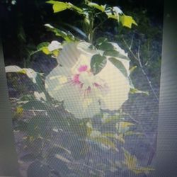 Flowering Perennial Shade Tree Shrub