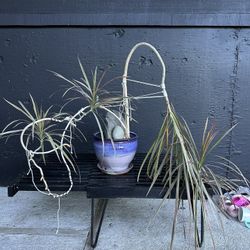 Unique 40 Year Old Pink Dragon Plant 