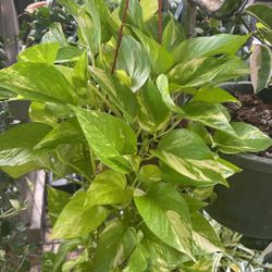 zz top plant ZZ Plant