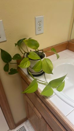 Pothos plant