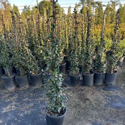 Star Jasmine